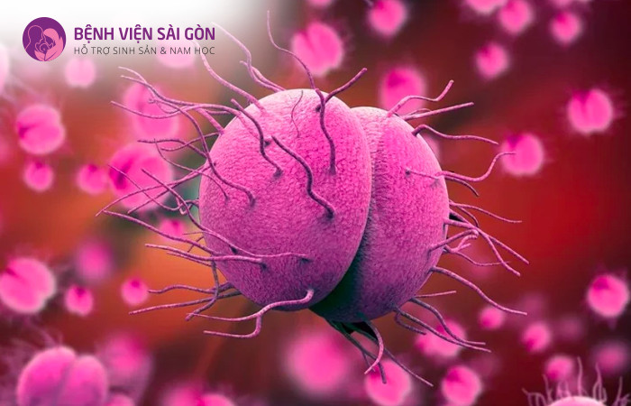 Neisseria Gonorrhoeae là nguyên nhân gây bệnh lậu
