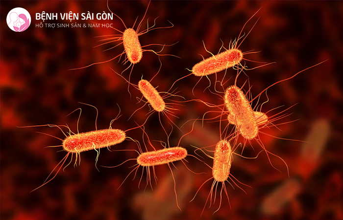 Vi khuẩn E.coli là một trong những tác nhân gây nhiễm trùng đường tiết niệu
