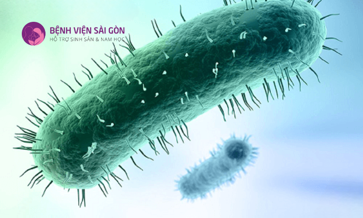 Mycoplasma là nguyên nhân gây ra tình trạng viêm tuyến tiền liệt