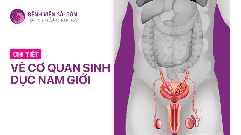 Chi tiết về cơ quan sinh dục nam giới