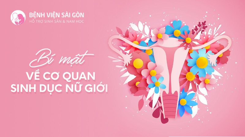 Bí mật về cơ quan sinh dục nữ