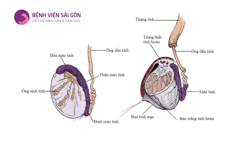 Tinh hoàn của cơ quan sinh dục nam giới đảm nhận vai trò sản xuất tinh trùng