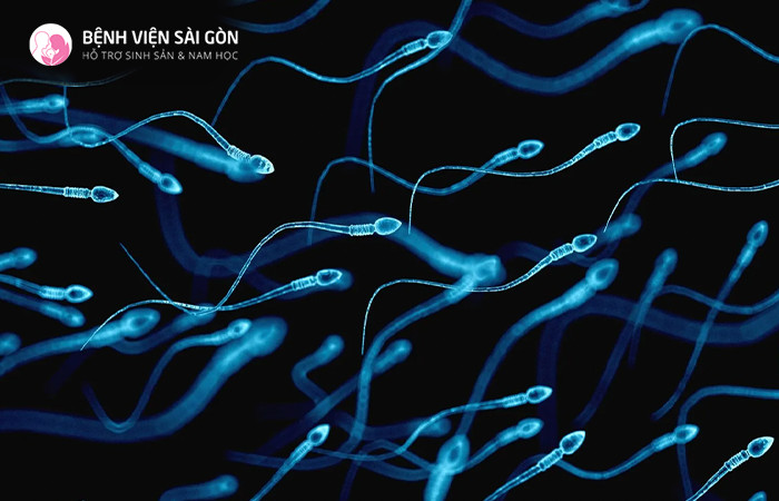 Có rất nhiều dạng tinh trùng bất thường