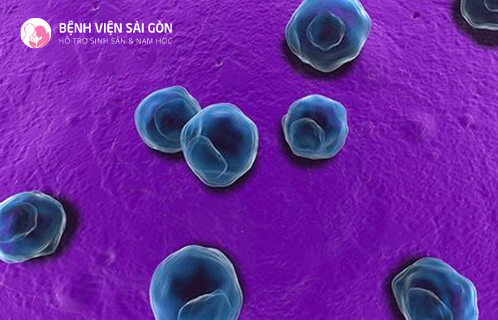 Chlamydia được xếp vào nhóm bệnh xã hội nguy hiểm, do vi khuẩn Chlamydia Trachomatis gây ra